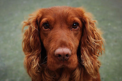 Green Box Trier Tiernahrung Hund Katze Maus Pferd