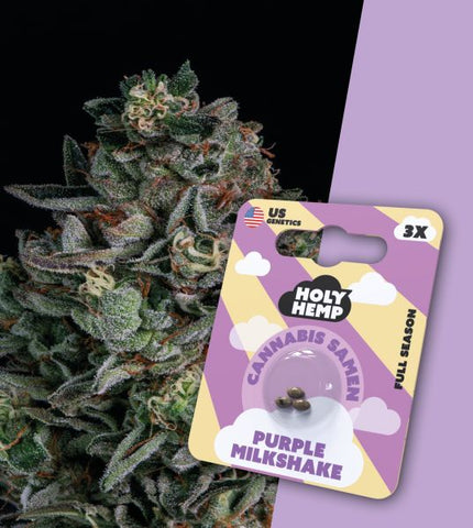 HOLY HEMP – PURPLE MILKSHAKE