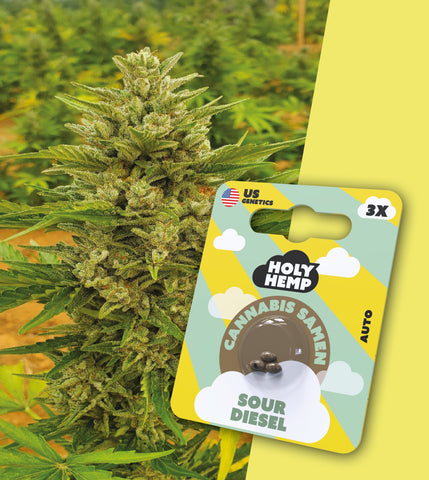 HOLY HEMP – SOUR DIESEL