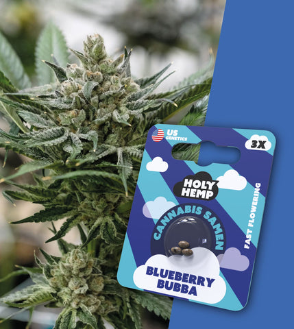 HOLY HEMP – BLUEBERRY BUBBA