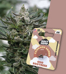 HOLY HEMP – GMO ROOTBEER