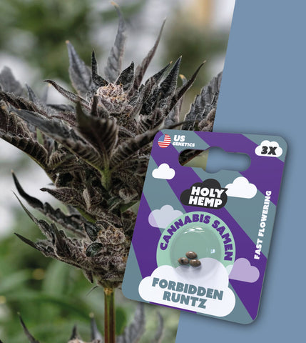 HOLY HEMP – FORBIDDEN RUNTZ