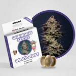 SMASH – GELATO CAKE