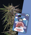HOLY HEMP – AMBROSIA KUSH