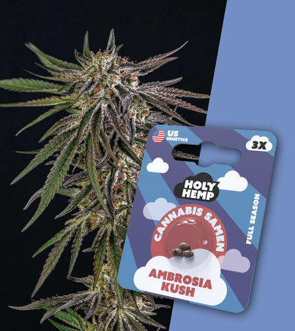 HOLY HEMP – AMBROSIA KUSH